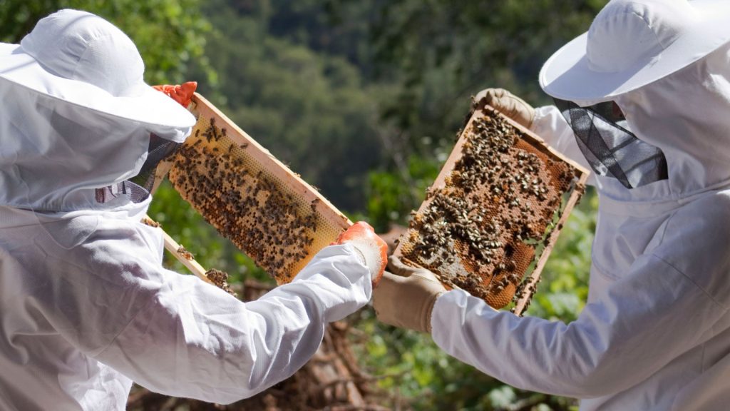 Two human beings wearing bees costumes carrying bees trays