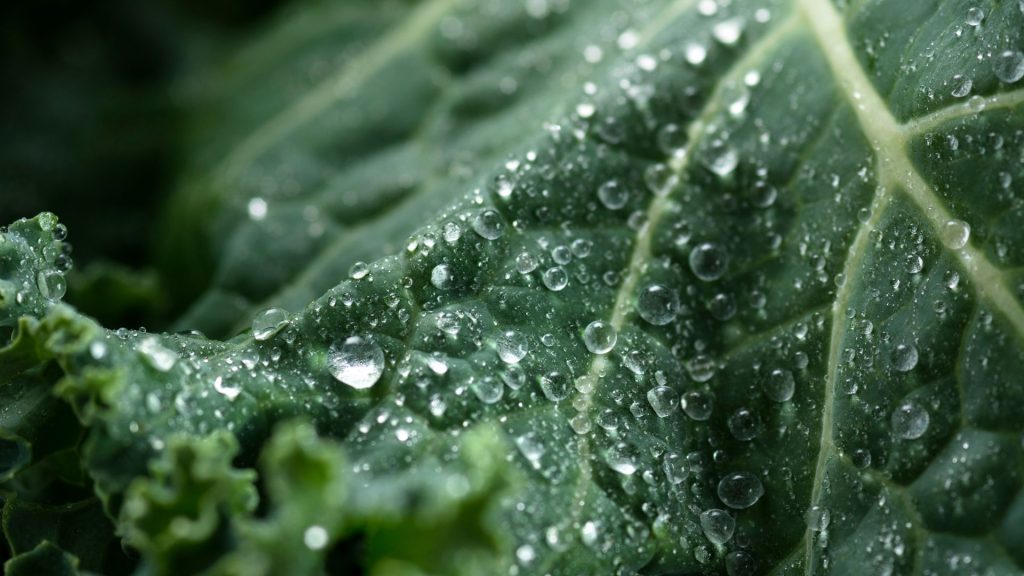 An image of a spinach with water